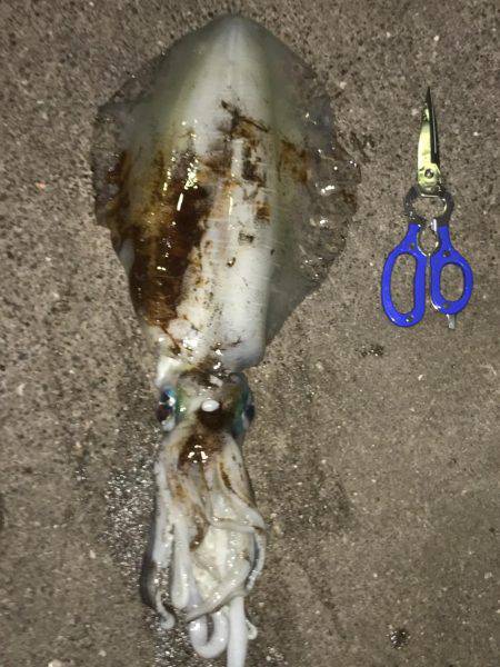 サイトエギングで良型ゲット‼️