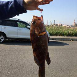 やめられまへん穴釣りは♪