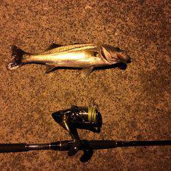 南港 ナイトシーバス