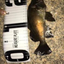 メバリングとエサ釣り