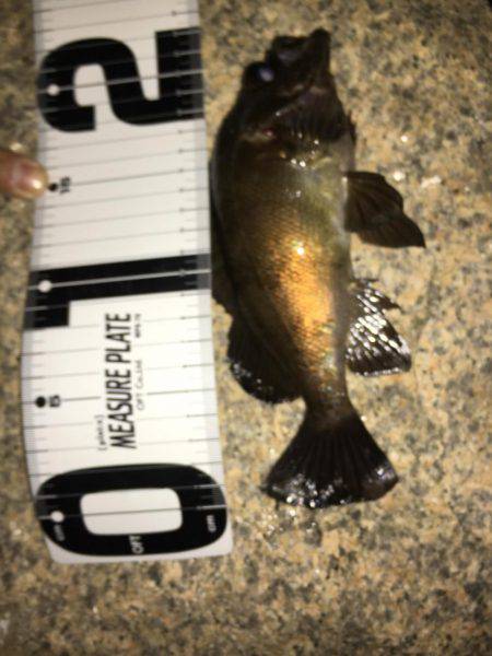 メバリングとエサ釣り