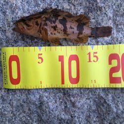 タケノコメバル