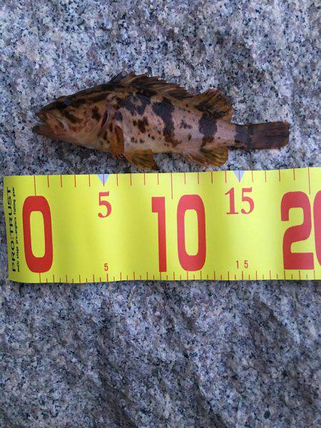 タケノコメバル