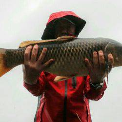 ２匹目のドジョウ狙いに