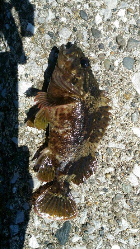 リベンジ達成メバル20cm！