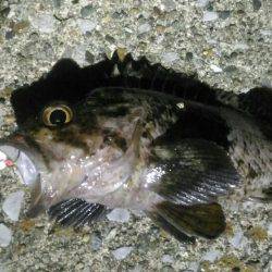 福浦岸壁で穴釣りメバル22cm