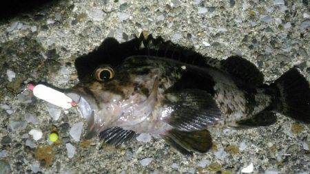 福浦岸壁で穴釣りメバル22cm