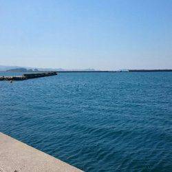 アオリはまだ？