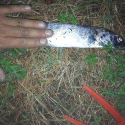 コウイカ連発！太刀魚も好調