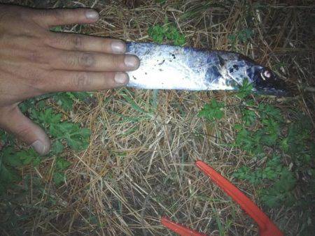 コウイカ連発！太刀魚も好調