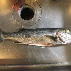 バイブレーションでシーバス