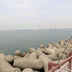 ボラだって、魚なんだよ！