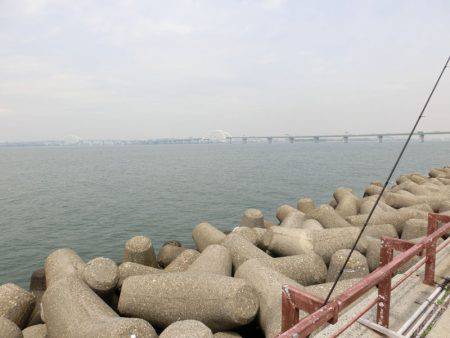 ボラだって、魚なんだよ！