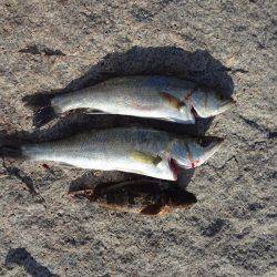 タケノコメバル、ハネ