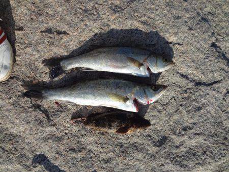 タケノコメバル、ハネ