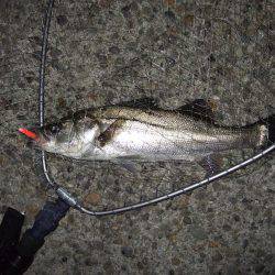 バチ抜け本格的に開幕！