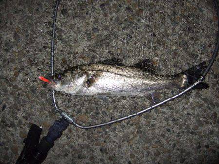 バチ抜け本格的に開幕！