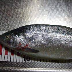 まだ、釣れるかな？