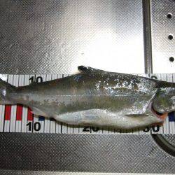 居残り、2日目。