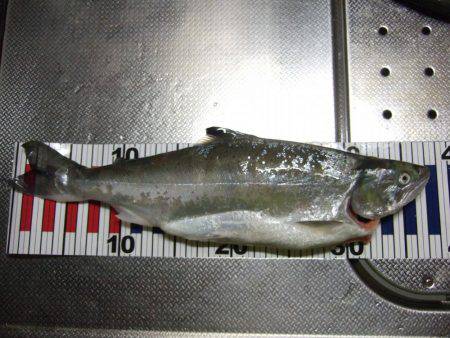 居残り、2日目。