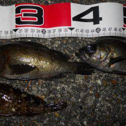 夕方～エビ撒き釣りでガシラ、メバル