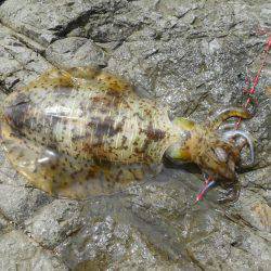 強風の中、磯のヤエン釣りでアオリイカ