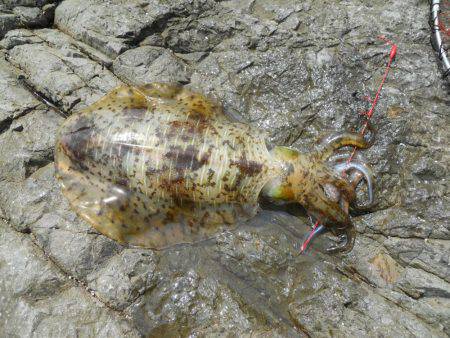 強風の中、磯のヤエン釣りでアオリイカ