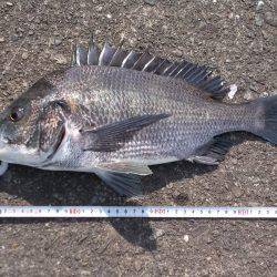 落とし込みで４０ｃｍチヌ以下計３枚