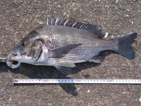 落とし込みで４０ｃｍチヌ以下計３枚