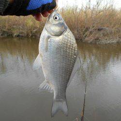紀ノ川田井ノ瀬でヘラブナ釣り