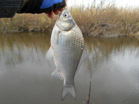 紀ノ川田井ノ瀬でヘラブナ釣り