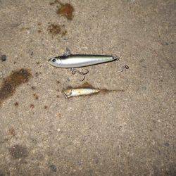 まだまだマイクロベイトパターン