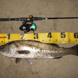 バチとイワシの複合パターン？