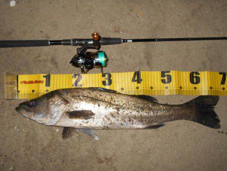 バチとイワシの複合パターン？