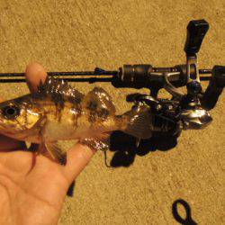 横の釣りになってきました