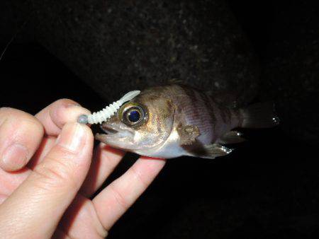 サイズは伸びない