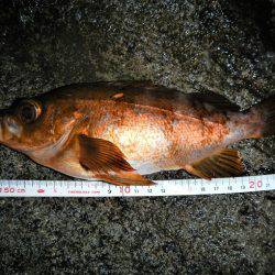 本日もメバリング