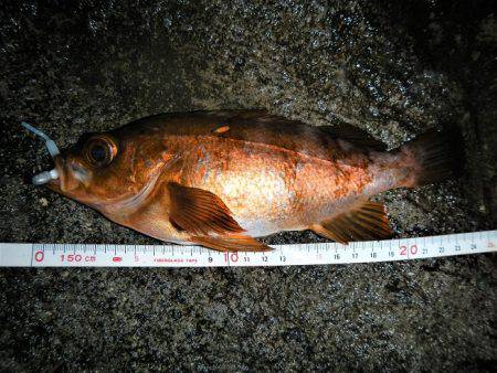 本日もメバリング