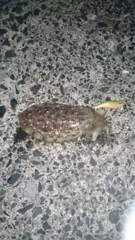 良型ガシラがちらほら