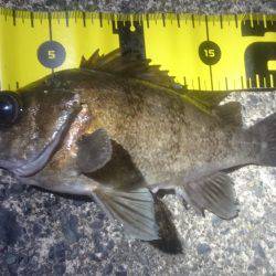 今日も夕マヅメ狙い