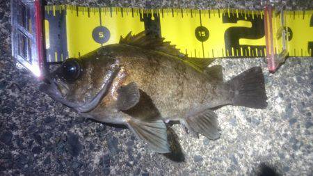 今日も夕マヅメ狙い