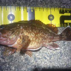 穏やかな夕マヅメ