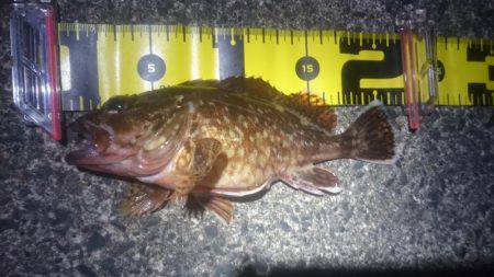 穏やかな夕マヅメ