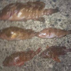 ロックフィッシング