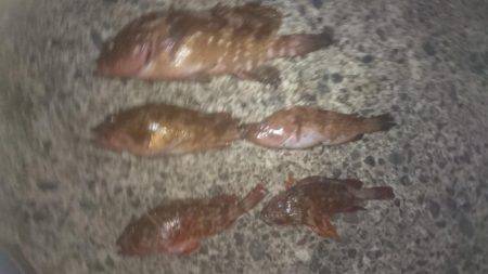 ロックフィッシング