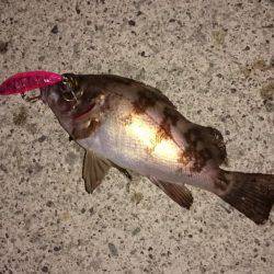 メバルプラッキング