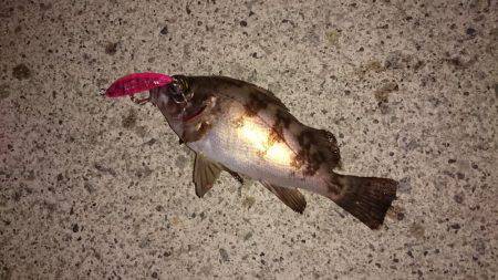 メバルプラッキング