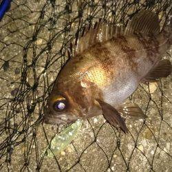 メバルプラッキング