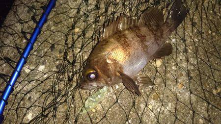 メバルプラッキング