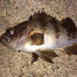 連日メバルプラッキング